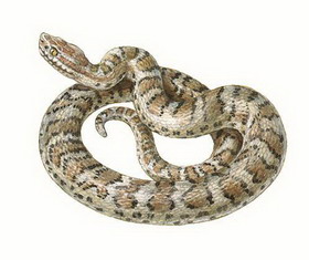 змеиный яд, разведение змей в неволе, меры по сохранению популяции змей