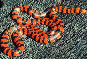 top 10: самые опасные змеи в мире