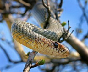 метровая змея напугала жителей ставрополя
