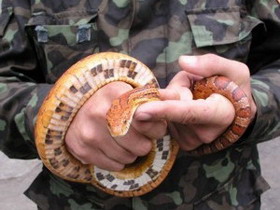 змеи пугают крымчан